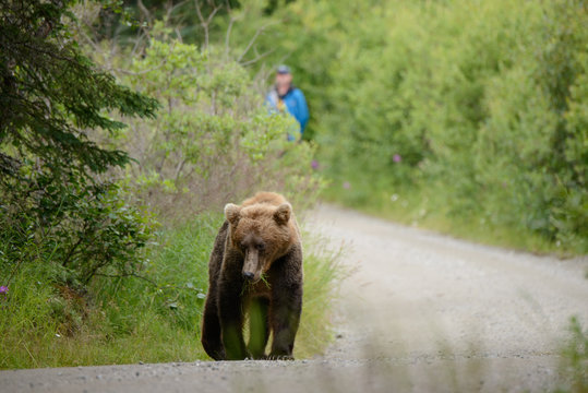 A bear on a popular trail in Katmia National Park, Alaska