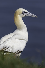 Northern gannet - RSPB Bempton Cliffs
