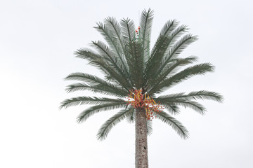 Obraz premium Palm plant tree or coconut tree on the white isolated background on Muscat Oman Gulf