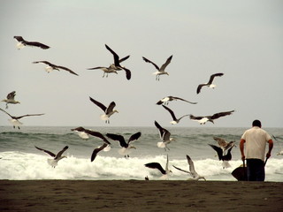 Gaviotas