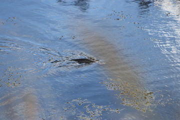 Backwater on the Danube in Germany are valuable nesting grounds for rare birds and fish Backwater, 
