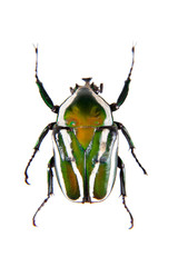 Stripped green beetle on the white background