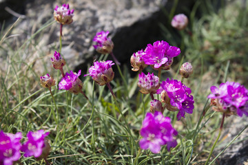 Wild Flowers in Sweden 
