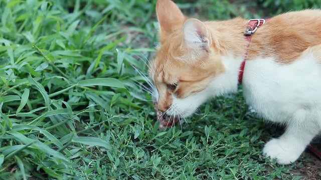 Funny beautiful amazing cute red white cat in red collar eating fresh fish on the outdoor, summer good day. Shallow depth of the field, 59.94fps.