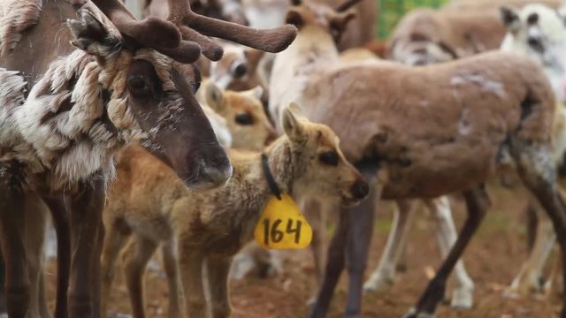 Flock Of Beautiful Nordic Reindeer In Forest During Summer. North OF Sweden.