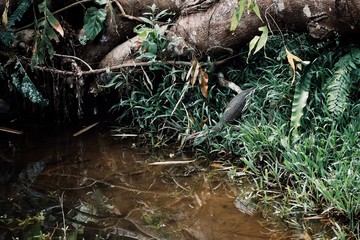 Varanus salvator alias asian water monitor lizard entering a small stream in the middle of the...