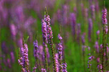 Naklejka premium The beauty of the lavender