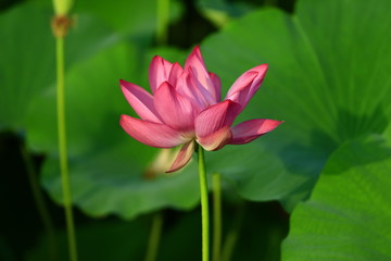 Blooming lotus flower, very beautiful