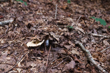 From under the dry foliage in the forest can be seen a mushroom. Mushroom close-up.