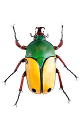 The beetle on the white background
