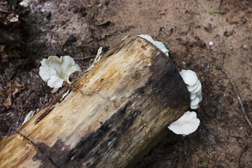 On the old snag that lies on the ground, many mushrooms grow