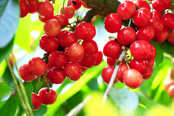 Mature large cherry hanging in a tree