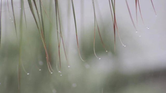 Rain Drops Falling From Palm Branches