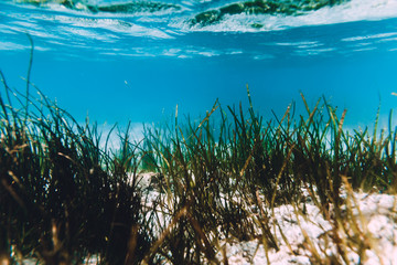 Fototapeta na wymiar Tropical ocean with sand and sea weed is underwater. Indian ocean.
