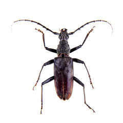 The Pine sawyer beetle on the white background