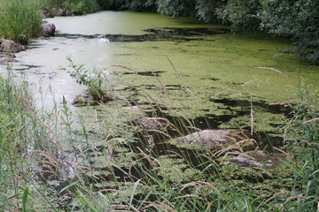 Backwater on the Danube in Germany are valuable nesting grounds for rare birds and fish Backwater, 
