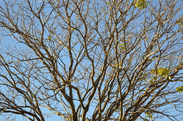 Árvore floresce no inverno