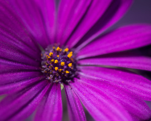 African Daisy