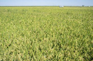 Car crossing large rice fields growing at Vegas Bajas del Guadiana, Spain