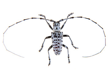 The Pine sawyer beetle on the white background