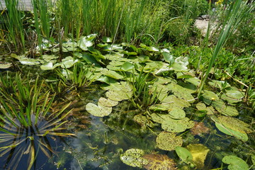 Backwater on the Danube in Germany are valuable nesting grounds for rare birds and fish Backwater, 
