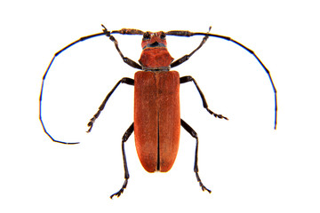 The Pine sawyer beetle on the white background