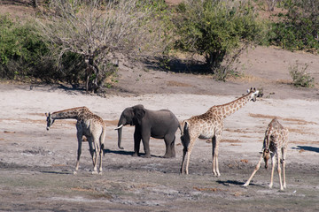 Naklejka na ściany i meble Elephant among giraffes