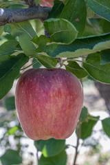 Vertical close-up of one fresh ripe natural red heirloom, organic apple close up on branches in a tree, healthy vegetarian, diet, sweet snack food packed with nutrition