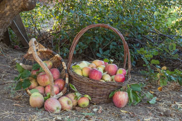Two baskets of natural organic ripe red heirloom delicious organic apples in late afternoon autumn...