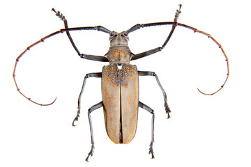 The Pine sawyer beetle on the white background