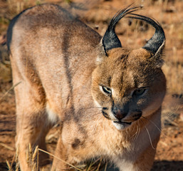 Fototapeta premium Caracal cat scans his surroundings