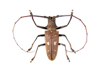 The Pine sawyer beetle on the white background
