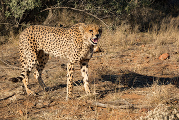 Cheetah walks slowly across desert scrub