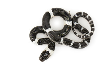 Fototapeta premium Obraz małego węża (Lycodon laoensis) na białym tle., Gad ,. Zwierząt