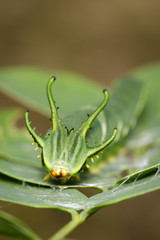 Image of Caterpillar of common nawab butterfly (Polyura athamas) or Dragon-Headed Caterpillar on nature background. Insect. Animal.