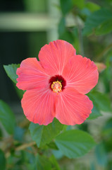Red Hibiscus