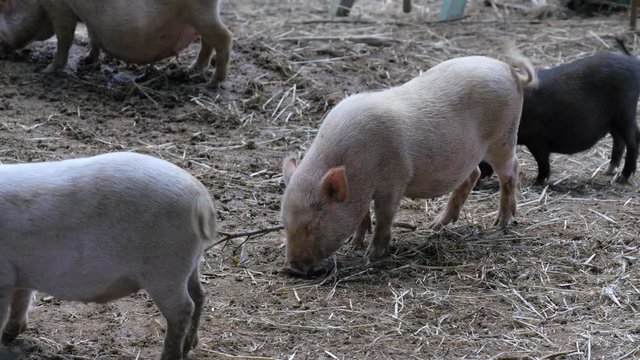 Small Pigs at Farm in Styria Austria 4K