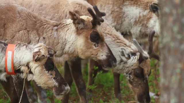 Flock Of Beautiful Nordic Reindeer In Forest During Summer. North OF Sweden.
