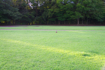 Tokyo,Japan-August 15, 2018: A lone duck on a lawn in the morning
