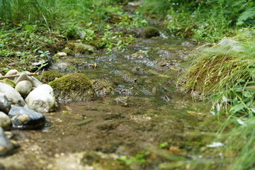 Backwater on the Danube in Germany are valuable nesting grounds for rare birds and fish Backwater, 
