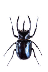 The five-horned beetle on the white background