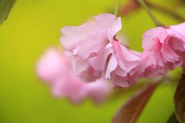 Obraz premium The cherry blossom