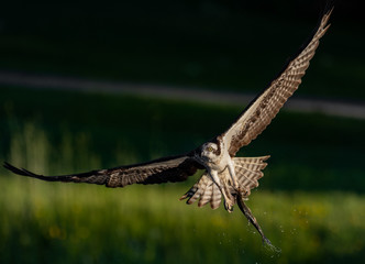 Osprey catching a fish