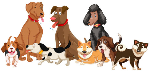 Set of various dogs