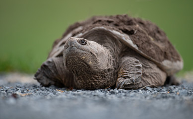 Snapping Turtle 