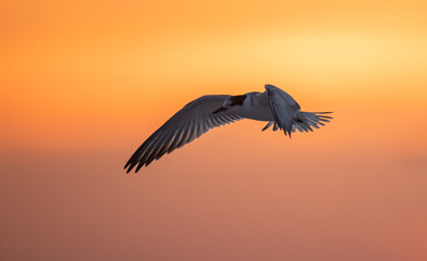 Naklejka premium Common Tern 