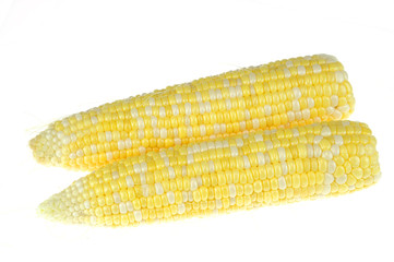 close up on fresh corn cob isolated on white background
