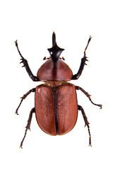 Rhinoceros beetle on the white background