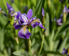 Purple Iris Flower