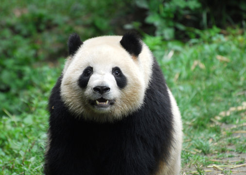 close up on giant panda sitting outdoor